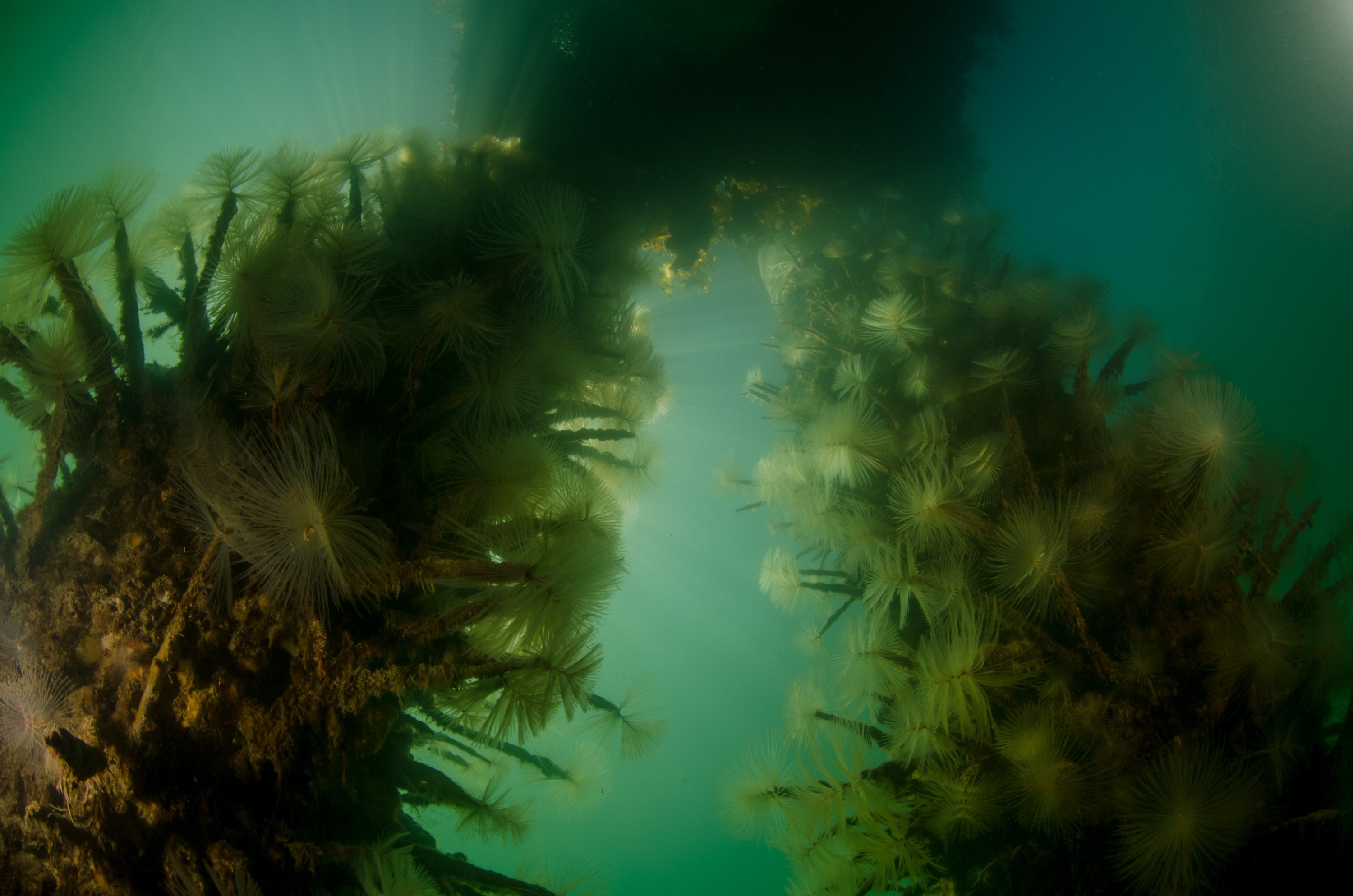 DSC_3038 – Mediterranean, fanworm, Sabella, spallanzanii, marine, pest, Auckland, underwater, crispin, nz, new, zealand, new zealand, fan, worm, marine, pest, invasive, Biosecurity